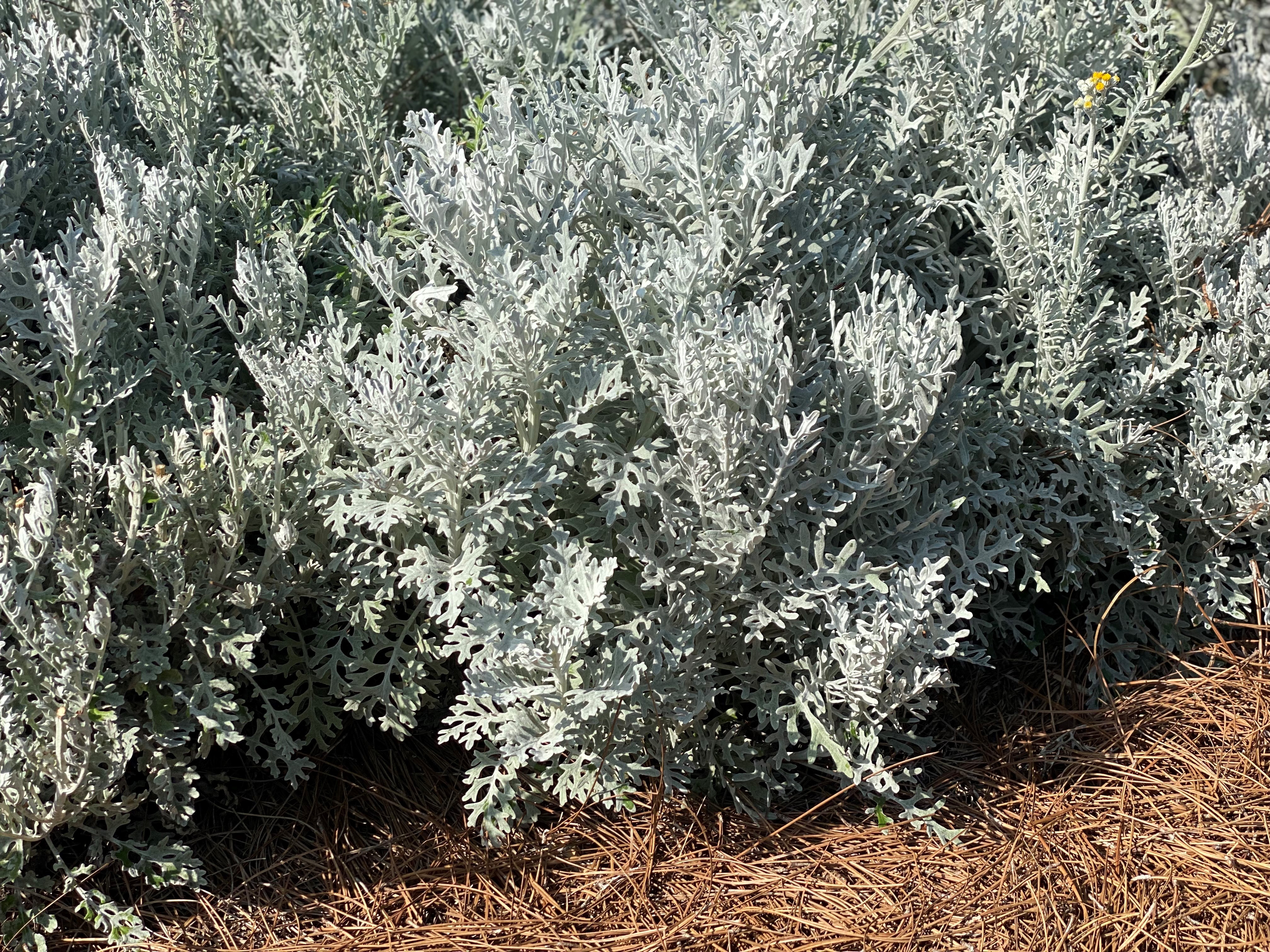 Dusty miller.